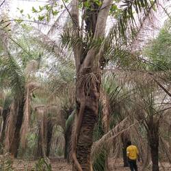 Manche der Palmen sind schon im Würgegriff von Feigen