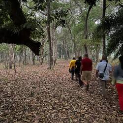 Die Elefantenherde geht auf Tapirjagd