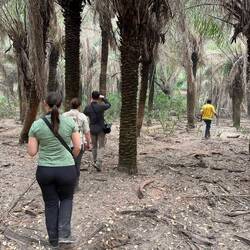 Wir laufen durch eine alte Palmöl-Plantage