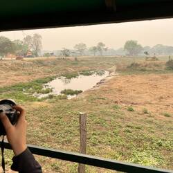 Viele Kaimane versammeln sich an den wenigen verbliebenen Wasserlöchern