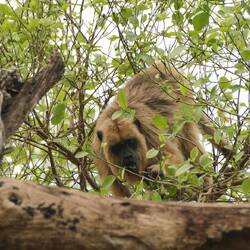 Auch Affen sehen uns skeptisch zu
