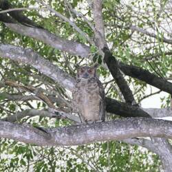 Bis auf eine Eule sehen wir aber nichts