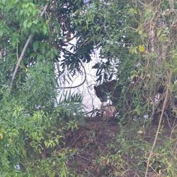 Wer versteckt sich da im dichten Gebüsch?