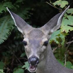 Wenn du am Morgen zum Termin musst und das Reh den Schlumpf um die Kurve rasen sieht ;).