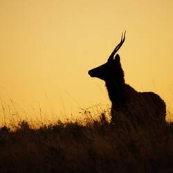 Junger Hirsch in der Prärie während dem Sonnenaufgang.