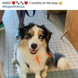 Moki made the marina's FB page