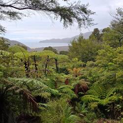 Riesenfarn und Manuka