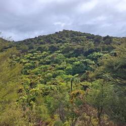 Dichte Vegetation, die Riesenfarne sind deutlich zu erkennen