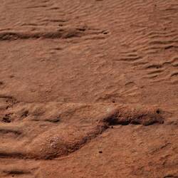 Versteinerte Seegurken