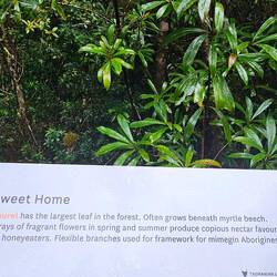 One example of numerous tree descriptions during our walking tour