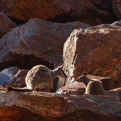 Black Footed Rock Wallabies