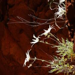 Desert Flannel Flower (Actinotus scharwzii)
