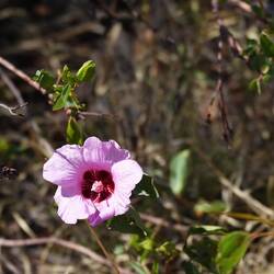 Sturts Desert Rose