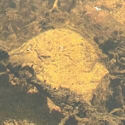 Unter Wasser glitzert es