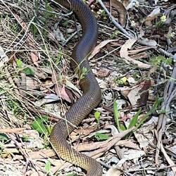 Eine Eastern Brown Snake 🐍