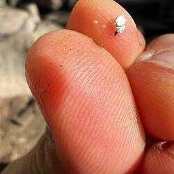 Fools Gold bzw Katzengold