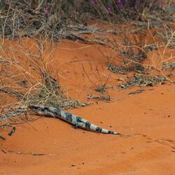 Western Blue Tongue Lizard