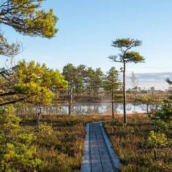Morgenstimmung im Kuresoo-Hochmoor🥰