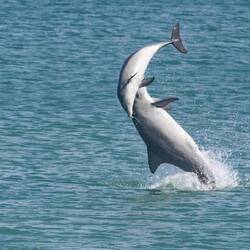 Juveniles playing