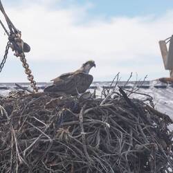 Osprey mum with 2 chicks