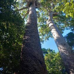 Waldspaziergang am Morgen