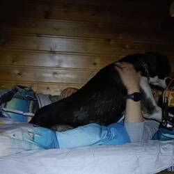 Halti am Platz suchen, das kann ja lustig werden🤣