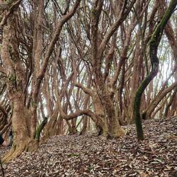 Rhododendron Forest