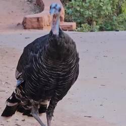 Les dindes sauvages =)