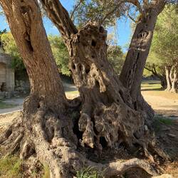 Die Bäume selbst sind Kunst