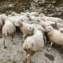 Look at those horns!