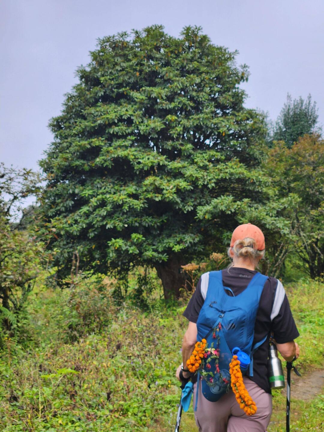 A healthy Rhododendrun