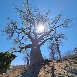 Der erste Baobab