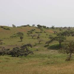 Die Landschaft grün