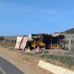 Melonen und Kürbisse zu verkaufen