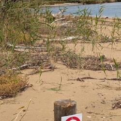 NSG neben unserem Strand