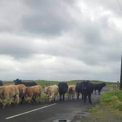 Here come the cattle. They were quite large up close. Even the calves.