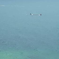 We watched the dolphins for about 12 minutes. They came quite close to shore.