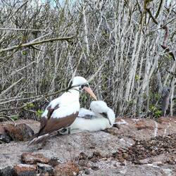 Mean bird hurting the baby bird!