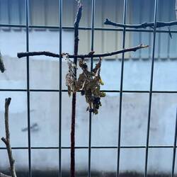 Our contribution to a fence of crosses