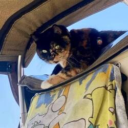 Luna sunning