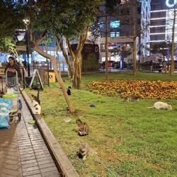 e Park mit öpe 100 Chatze 😅