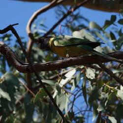 Überall fliegen diese grünen Papageien herum