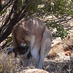 Wo habe ich nur meine Boxhandschuhe?