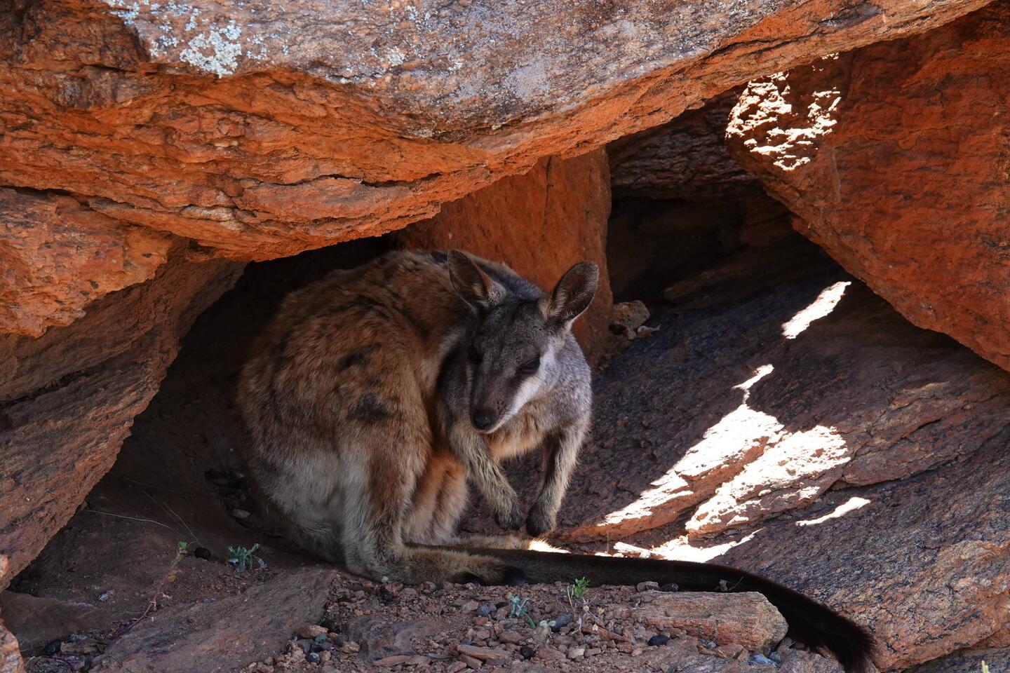 Wen haben wir denn da? Rock Wallaby