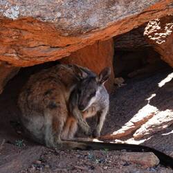 Wen haben wir denn da? Rock Wallaby