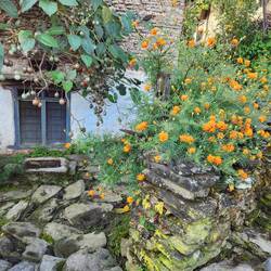 They grow marigolds throughout the village