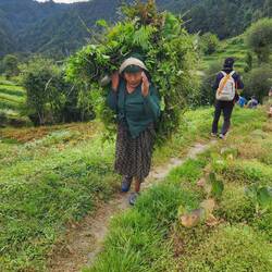 Carrying grass for cows