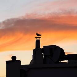 Gull at sunset ... Alsancak — İzmir, Türkiye.
