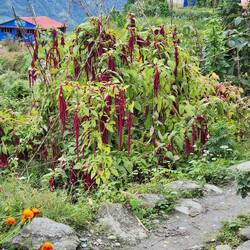Amaranth grows here