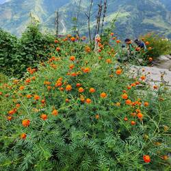 Marigolds are so beautiful and add to the village beauty
